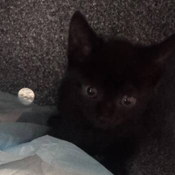 Amber -  Domestic Short Hair Cat for Adoption in Greenville, South Carolina - Amber | PetCurious