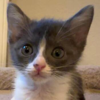 Lallybroch -  Domestic Short Hair Cat for Adoption in Houston, Texas - Lallybroch | PetCurious