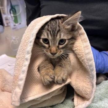 Dalglish -  Domestic Medium Hair Cat for Adoption in Los Angeles, California - Dalglish | PetCurious
