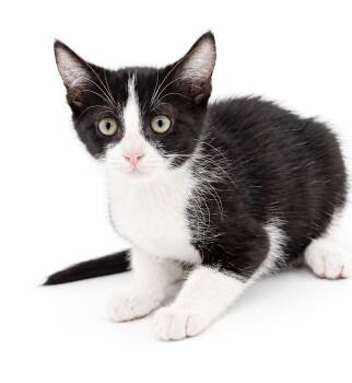 Julian is a joyful cuddlebug angel - coolest mini dude -  Tuxedo and Turkish Van Cat for Adoption in Bedford Hills, New York - Julian Is A Joyful Cuddlebug Angel - Coolest Mini Dude | PetCurious
