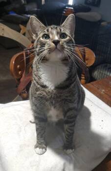 Rescue Domestic Short Hair Cats for Adoption in Youngtown, Arizona - Bubba | PetCurious