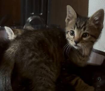 Domestic Short Hair Cats Available for Adoption in Saint Clairsville, Ohio - River | PetCurious