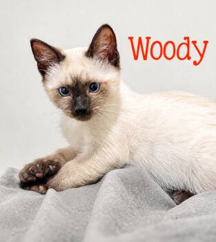Woody -  Domestic Short Hair and Siamese Cat for Adoption in Murfreesboro, Tennessee - Woody | PetCurious