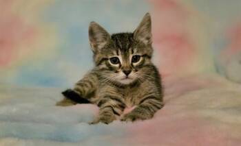 Domestic Short Hair Cats Available for Adoption in Pueblo, Colorado - ASHE | PetCurious
