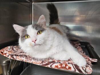 Domestic Long Hair Cats Available for Adoption in Cedar Rapids, Iowa - Mona | PetCurious