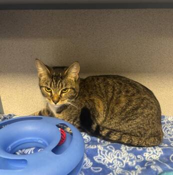 Domestic Short Hair Cats Available for Adoption - Clack | PetCurious