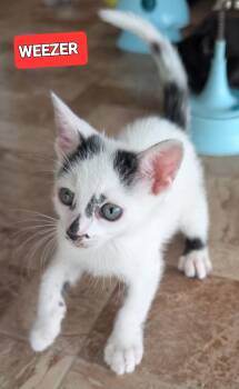 Weezer -  American Shorthair Cat for Adoption in Elgin, South Carolina - Weezer | PetCurious