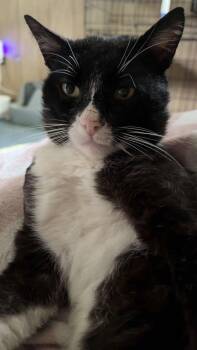 Domestic Short Hair Cats Available for Adoption in Trenton, New Jersey - Denver Barkey | PetCurious