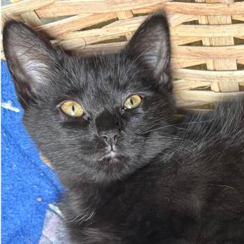 Vesper Greenwood  (Flower kitten) -  Domestic Medium Hair Cat for Adoption in Merrifield, Virginia - Vesper Greenwood  (Flower Kitten) | PetCurious