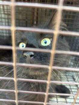 Domestic Short Hair Cats Available for Adoption in Houston, Texas - A656907 | PetCurious