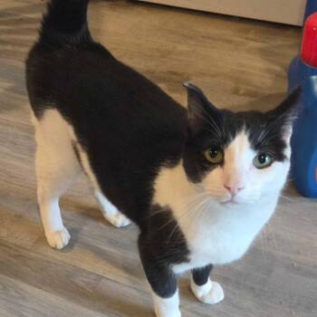 Domestic Short Hair Cats Available for Adoption in Hanna City, Illinois - Angel | PetCurious