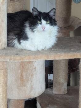 Titten -  Domestic Long Hair Cat Available for Adoption in Pawtucket, Rhode Island - Titten | PetCurious
