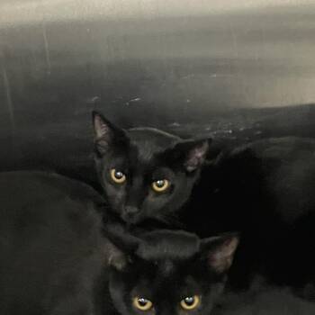 Domestic Short Hair Cats Available for Adoption in Port Charlotte, Florida - Agnes | PetCurious