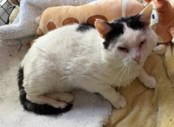 Mr. Mistofoleas aka Blizzard -  Domestic Short Hair Cat for Adoption in Windsor, Connecticut - Mr. Mistofoleas Aka Blizzard | PetCurious