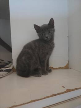 Granny -  Domestic Short Hair Cat for Adoption in Hyde Park, New York - Granny | PetCurious