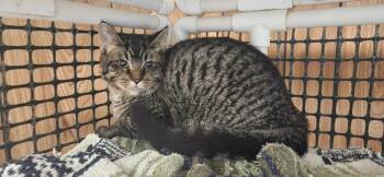 Cat 27617 (Quesadilla) -  Tabby Cat for Adoption in Parlier, California - Cat 27617 (Quesadilla) | PetCurious