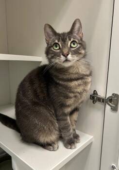 Rescue Domestic Short Hair Cats for Adoption in Frankfort, Kentucky - Nessie | PetCurious