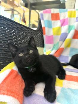Amari -  Domestic Short Hair Cat for Adoption in Tavares, Florida - Amari | PetCurious