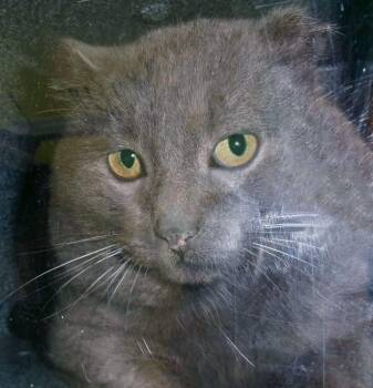 Sticky Note (Working Cat) -  Domestic Short Hair Cat for Adoption in Plover, Wisconsin - Sticky Note (Working Cat) | PetCurious