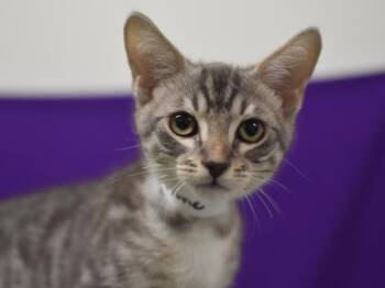 Neptune -  Domestic Short Hair Cat for Adoption in Portland, Oregon - Neptune | PetCurious