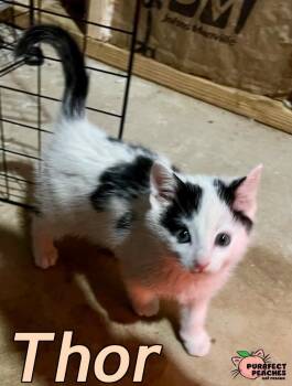 Thor -  Domestic Short Hair Cat for Adoption in Douglasville, Georgia - Thor | PetCurious