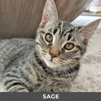 Sage -  Domestic Short Hair Cat for Adoption in Toronto, Ontario - Sage | PetCurious