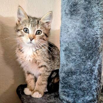 Nefertari -  Calico and Tabby Cat for Adoption in Cottonwood Heights, Utah - Nefertari | PetCurious