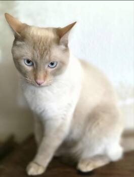 River -  Domestic Short Hair and Siamese Cat for Adoption in Oxford, Mississippi - River | PetCurious