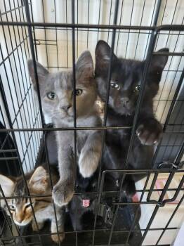 Harold -  Domestic Short Hair Cat for Adoption in Detroit Lakes, Minnesota - Harold | PetCurious