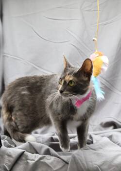 Domestic Short Hair Cats Available for Adoption in Grovetown, Georgia - TORI | PetCurious