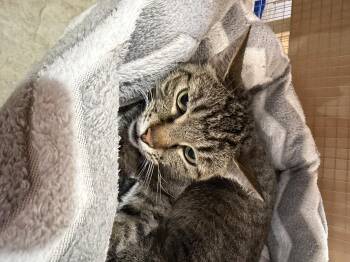 Forest -  Domestic Short Hair Cat for Adoption in Courtenay, British Columbia - Forest | PetCurious
