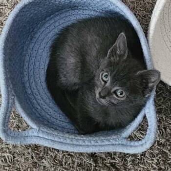 Twiglet -  Domestic Short Hair Cat for Adoption in Riverside, California - Twiglet | PetCurious