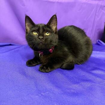 Holly -  Domestic Short Hair Cat for Adoption in North Myrtle Beach, South Carolina - Holly | PetCurious
