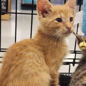 Marcus -  Domestic Short Hair Cat for Adoption in Toledo, Ohio - Marcus | PetCurious