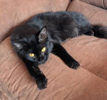 Wolfie -  Domestic Medium Hair Cat for Adoption in Glendale, Arizona - Wolfie | PetCurious