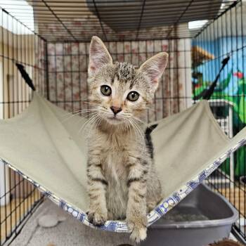 Pinky -  Domestic Short Hair and Tabby Cat for Adoption in Searcy, Arkansas - Pinky | PetCurious
