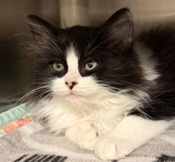 Rescue Domestic Long Hair and Domestic Short Hair Cats for Adoption in Eugene, Oregon - Milkshake | PetCurious