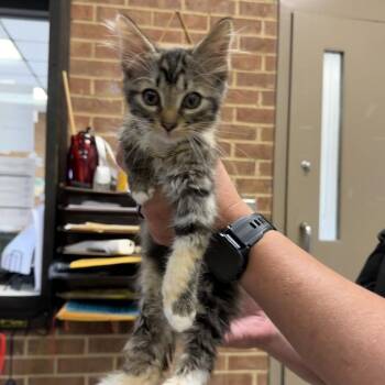 Nella -  Domestic Medium Hair Cat for Adoption in Birmingham, Alabama - Nella | PetCurious