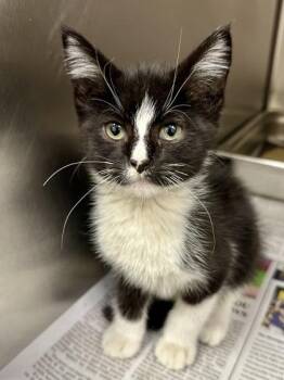 Pete -  Domestic Short Hair Cat for Adoption in Wichita, Kansas - Pete | PetCurious