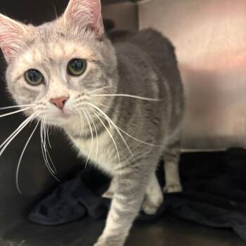 Domestic Medium Hair Cats Available for Adoption in Chattanooga, Tennessee - Isaac | PetCurious