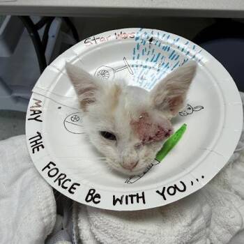 Jedi -  Domestic Medium Hair Cat for Adoption in Lynchburg, Virginia - Jedi | PetCurious