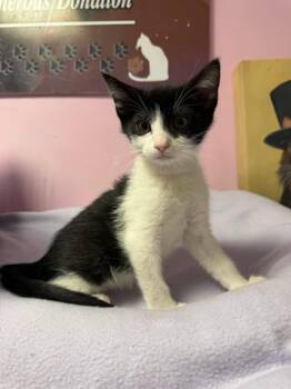 Cookies and Cream -  Domestic Short Hair Cat for Adoption in Freeport, New York - Cookies And Cream | PetCurious