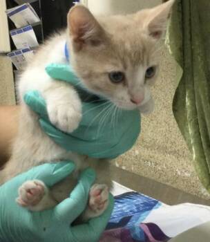 Domestic Short Hair Cats Available for Adoption in Riverside, California - CHAMPAGNE | PetCurious