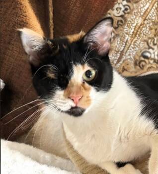 Domestic Short Hair Cats Available for Adoption in Houston, Texas - Frida | PetCurious