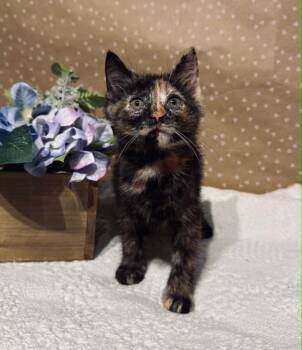 Domestic Short Hair Cats Available for Adoption in Groveland, Massachusetts - Lisa | PetCurious