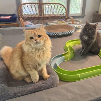 Persian Pair - Moon & Carmella -  Persian Cat for Adoption in Woodbridge, Virginia - Persian Pair - Moon & Carmella | PetCurious