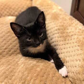 Yogi -  American Shorthair Cat for Adoption in Freeport, Florida - Yogi | PetCurious