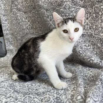 Rescue Domestic Short Hair and American Shorthair Cats for Adoption in Frankfort, Indiana - Gerard | PetCurious