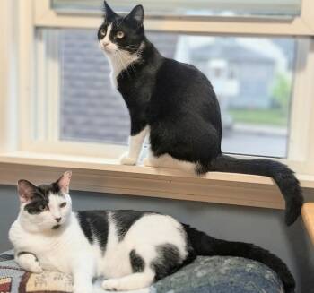 Domino and Scrabble -  Domestic Short Hair Cat for Adoption in Melrose, Massachusetts - Domino And Scrabble | PetCurious