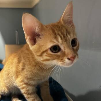 Paul Baker -  Domestic Short Hair Cat for Adoption in Chattanooga, Tennessee - Paul Baker | PetCurious